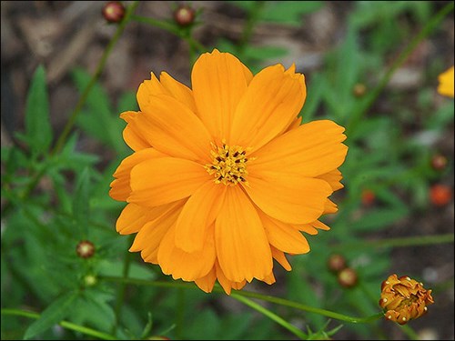 semi double orange flower